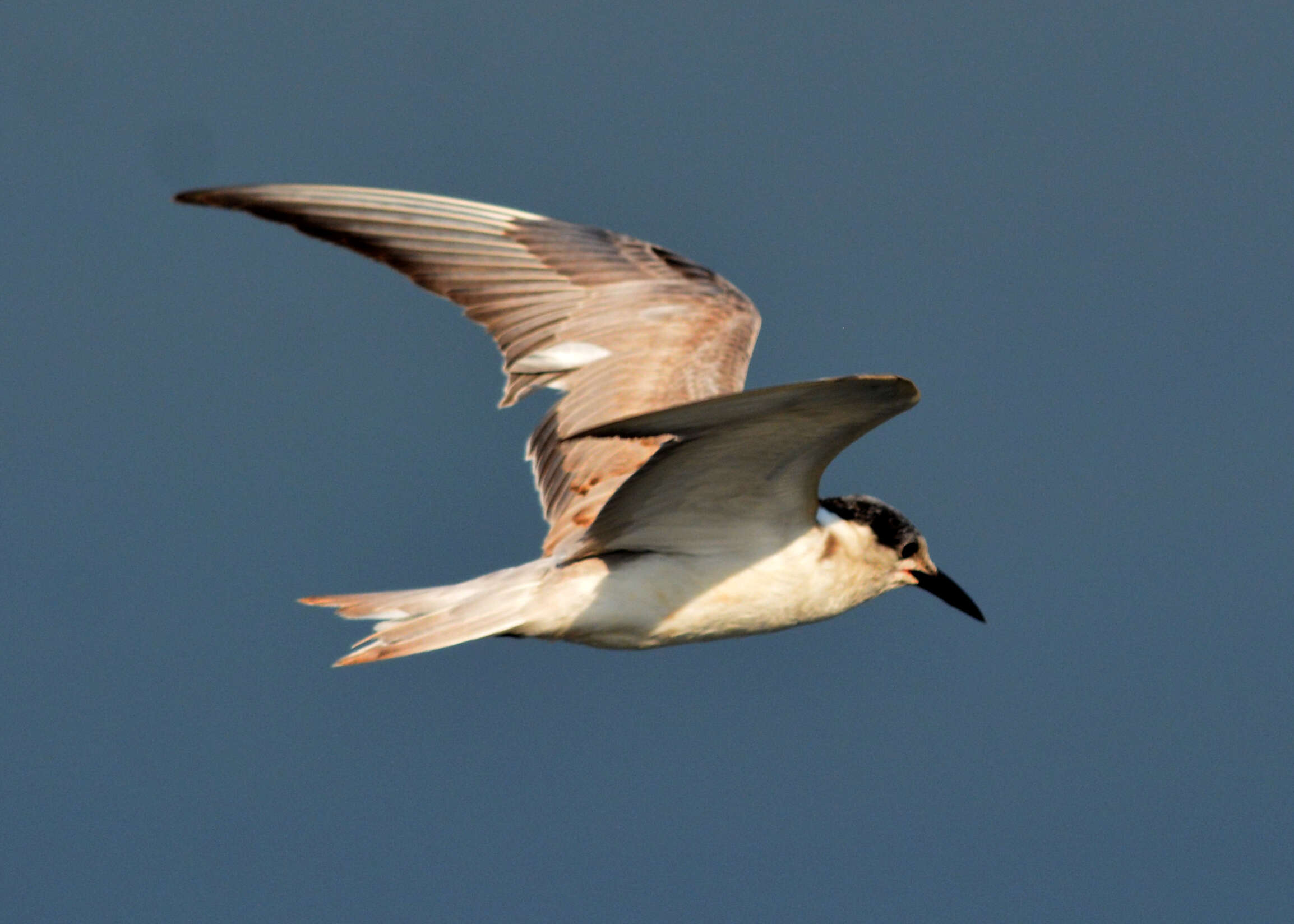 Image of Whiskered Tern