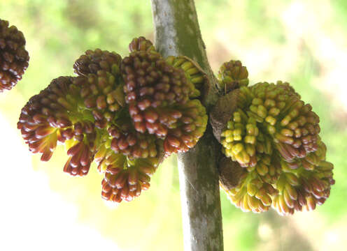 Слика од Fraxinus latifolia Benth.