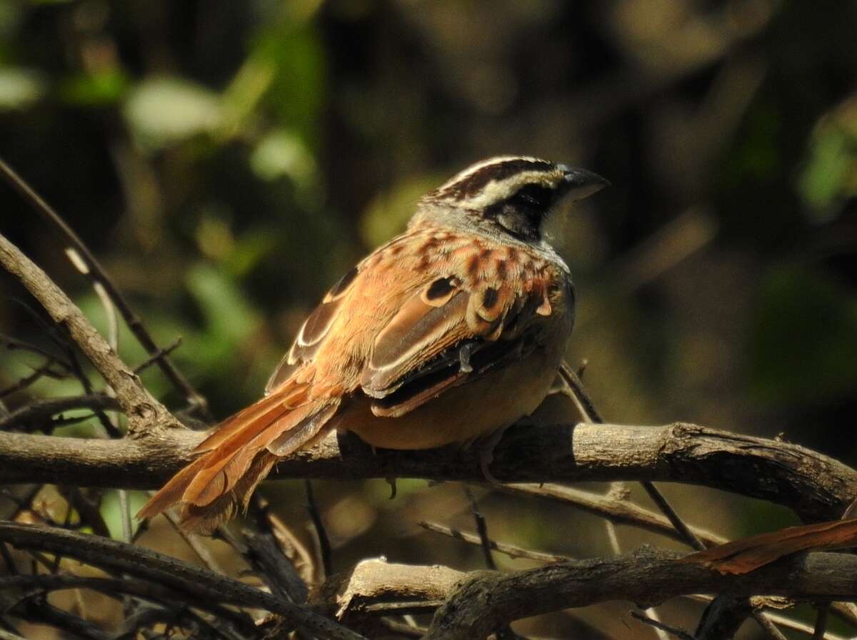 Image de Bruant ligné