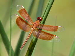 Image of Neurothemis stigmatizans (Fabricius 1775)