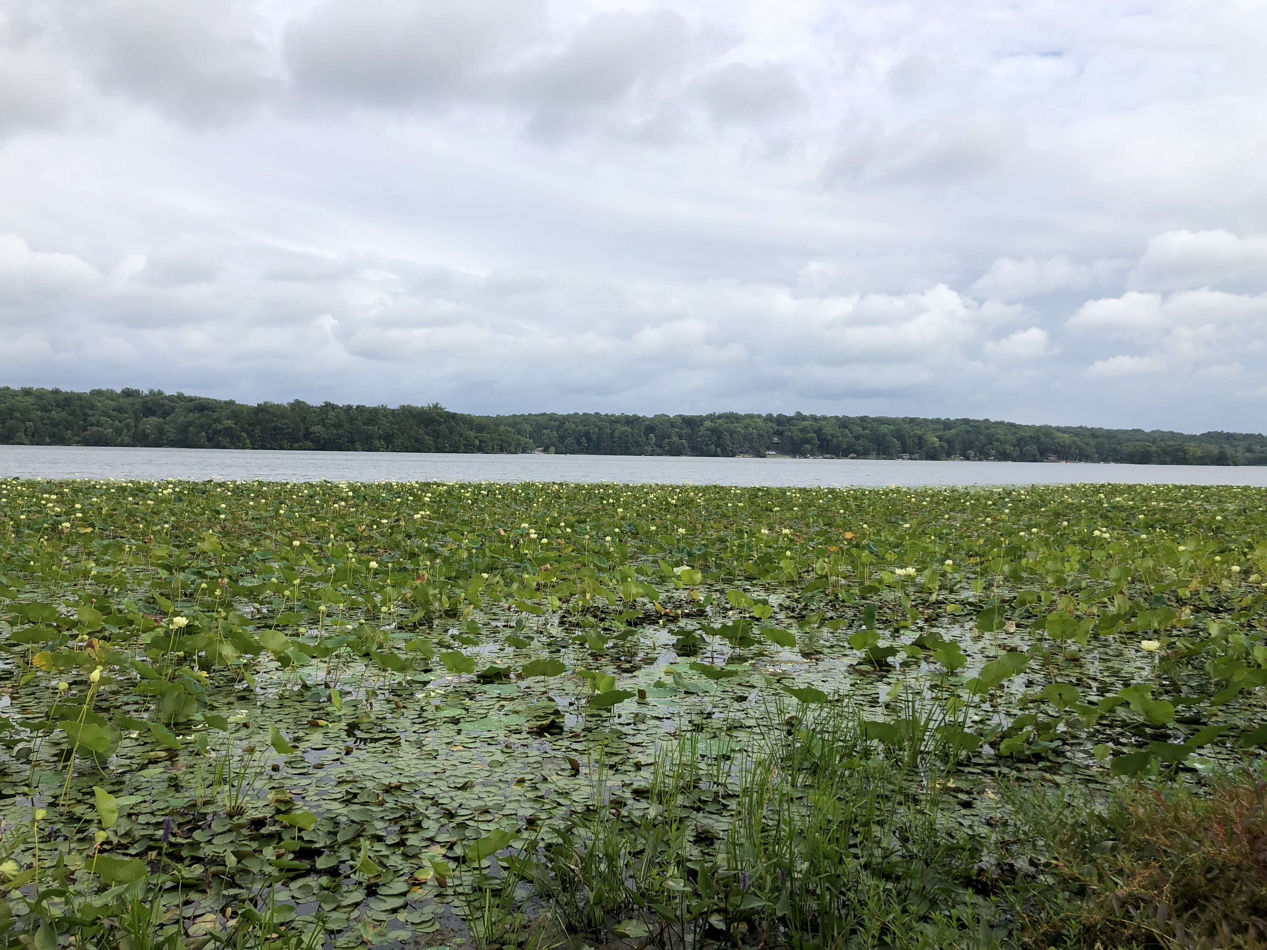 Image of American lotus