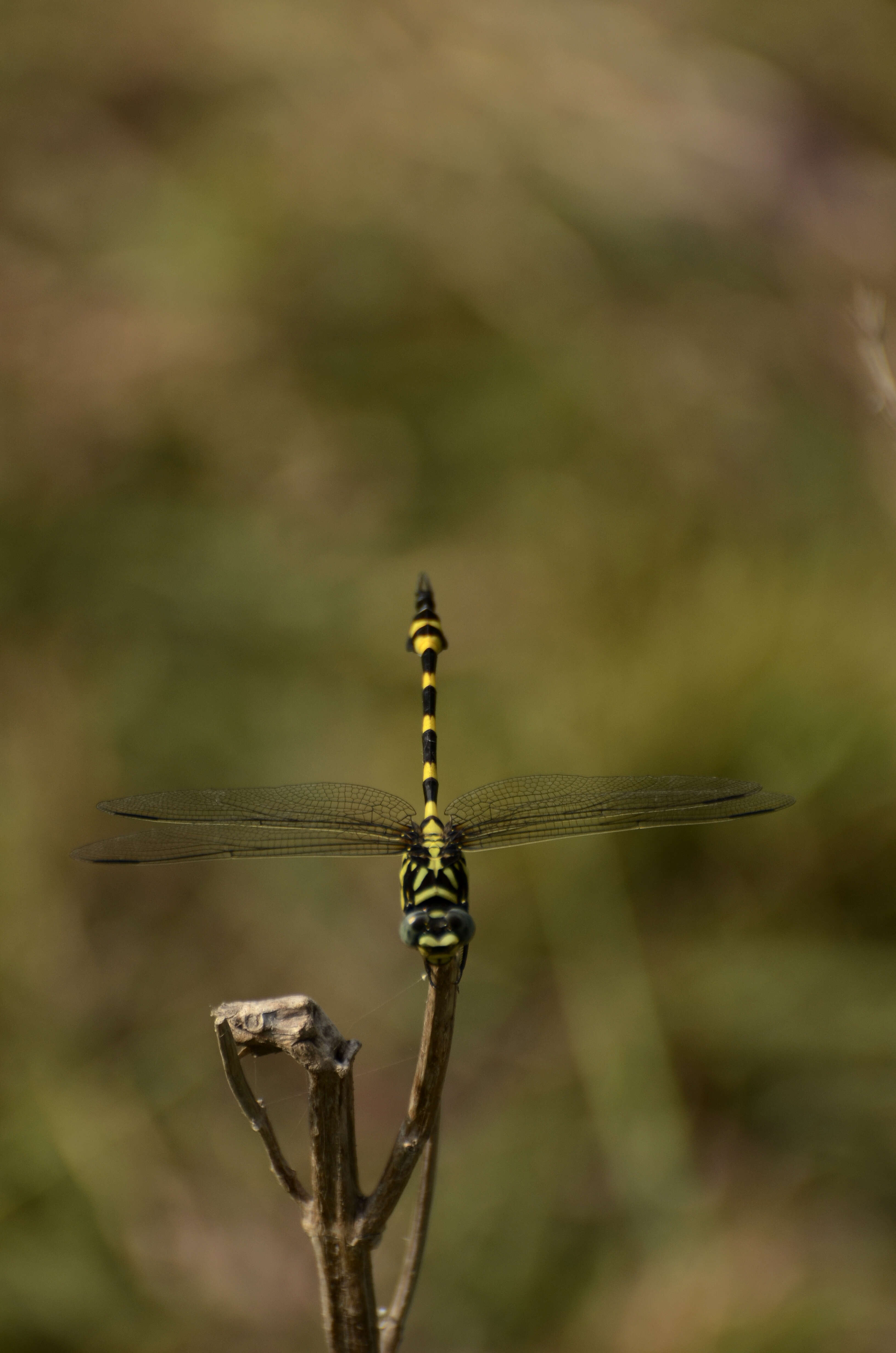 صورة Ictinogomphus rapax (Rambur 1842)