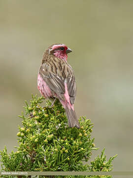 Image of Himalayan White-browed Rosefinch