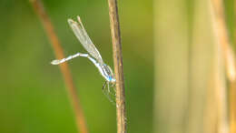 Image of Austrolestes annulosus (Selys 1862)