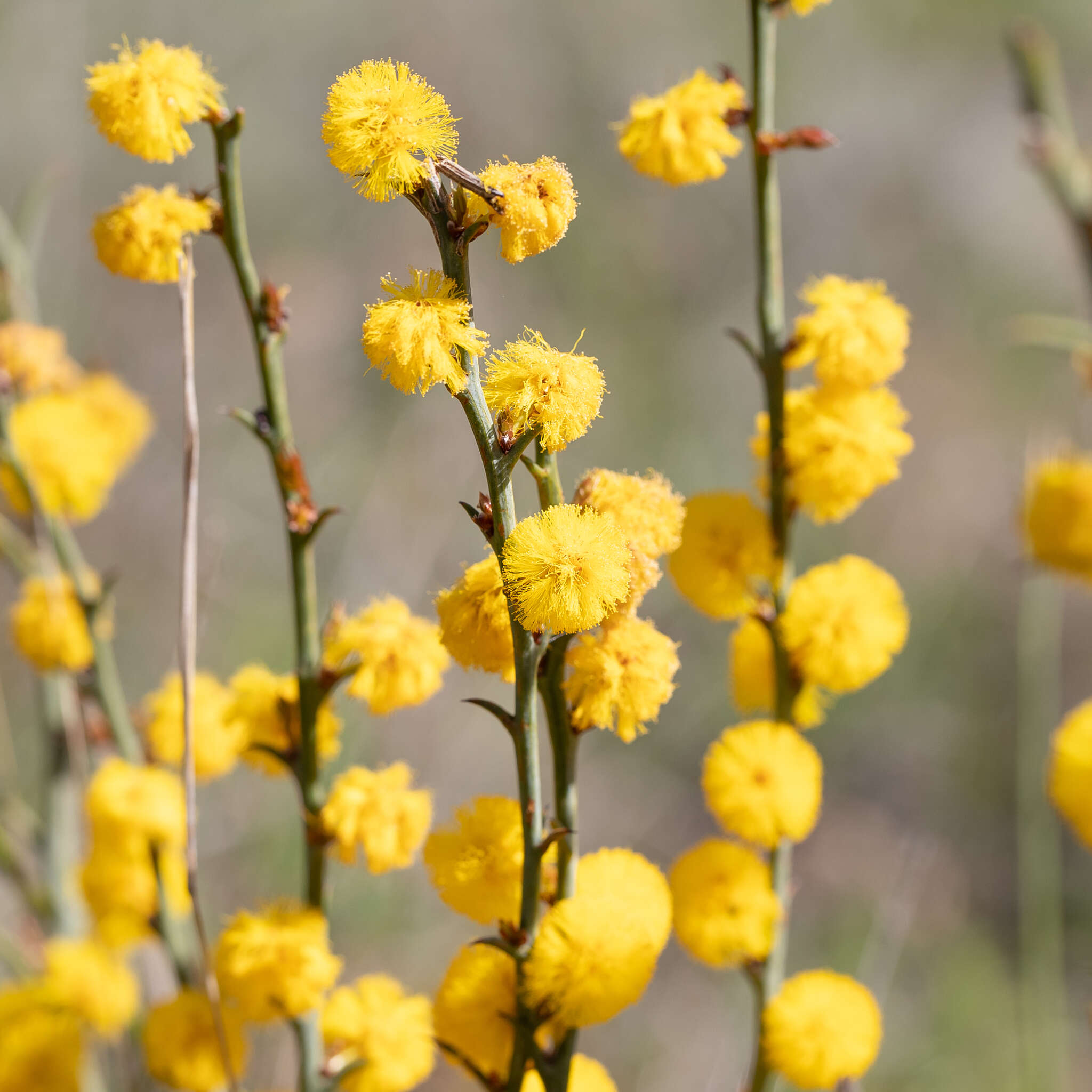 Image de Acacia continua Benth.