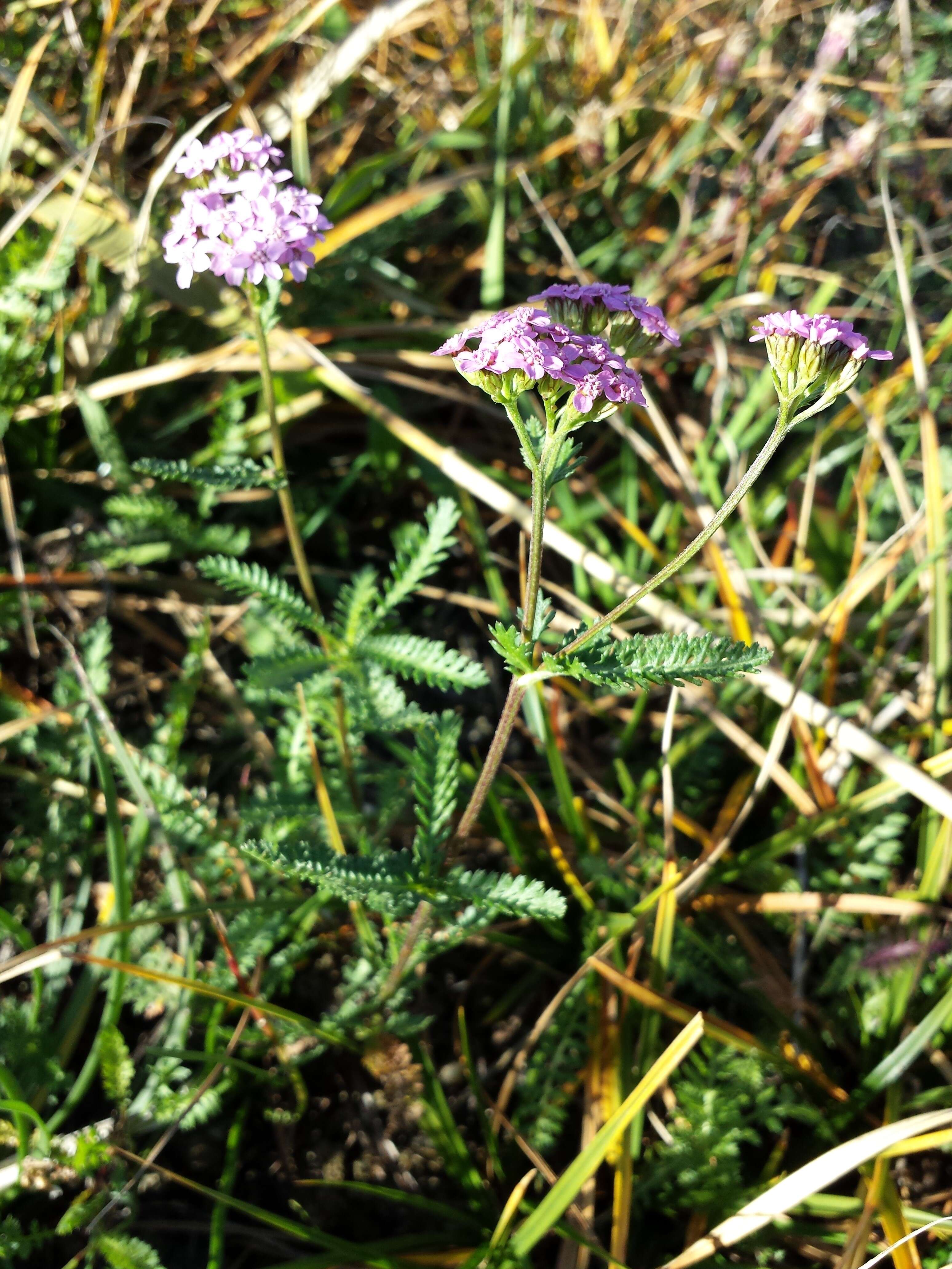 Image of Achillea obscura Nees