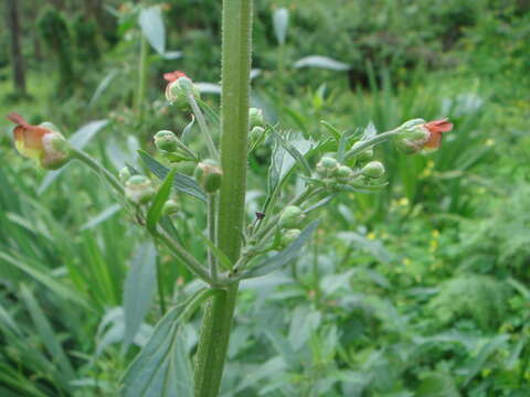 Scrophularia sambucifolia L. resmi