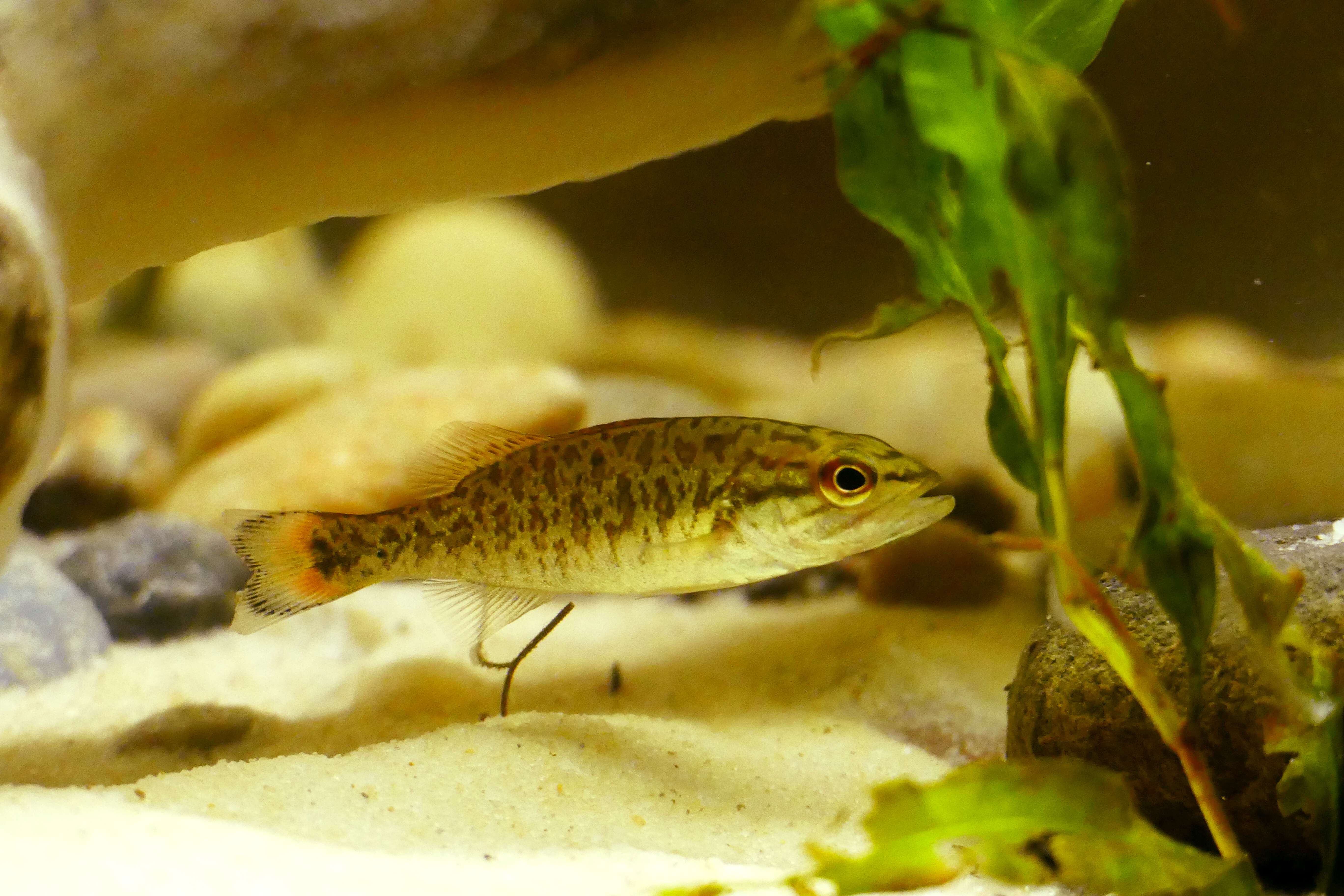 Micropterus dolomieu Lacepède 1802 resmi