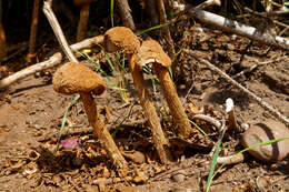 Imagem de Battarrea phalloides (Dicks.) Pers. 1801