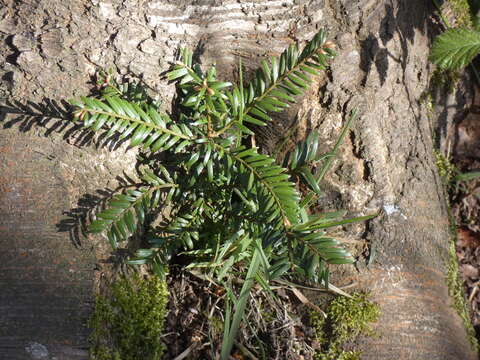 Image of English yew