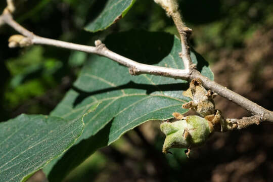 Hamamelis mollis Oliv. resmi