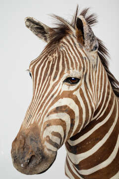 Image of Burchell's zebra