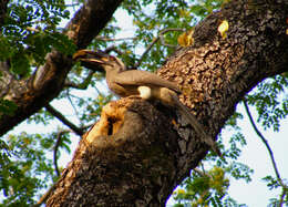 Image of Indian Grey Hornbill