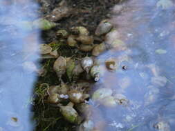 Image of Great Pond Snail