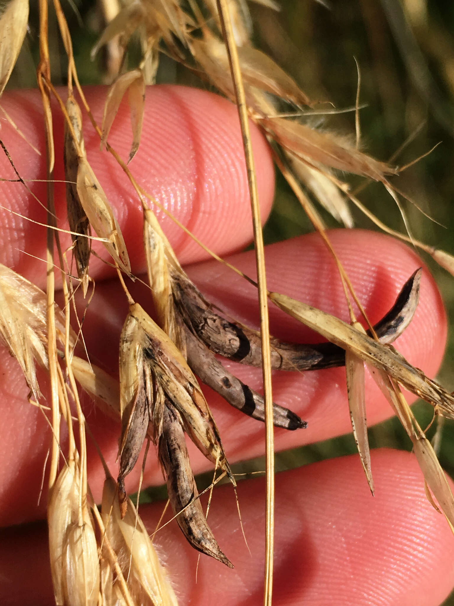 Image of Ergot