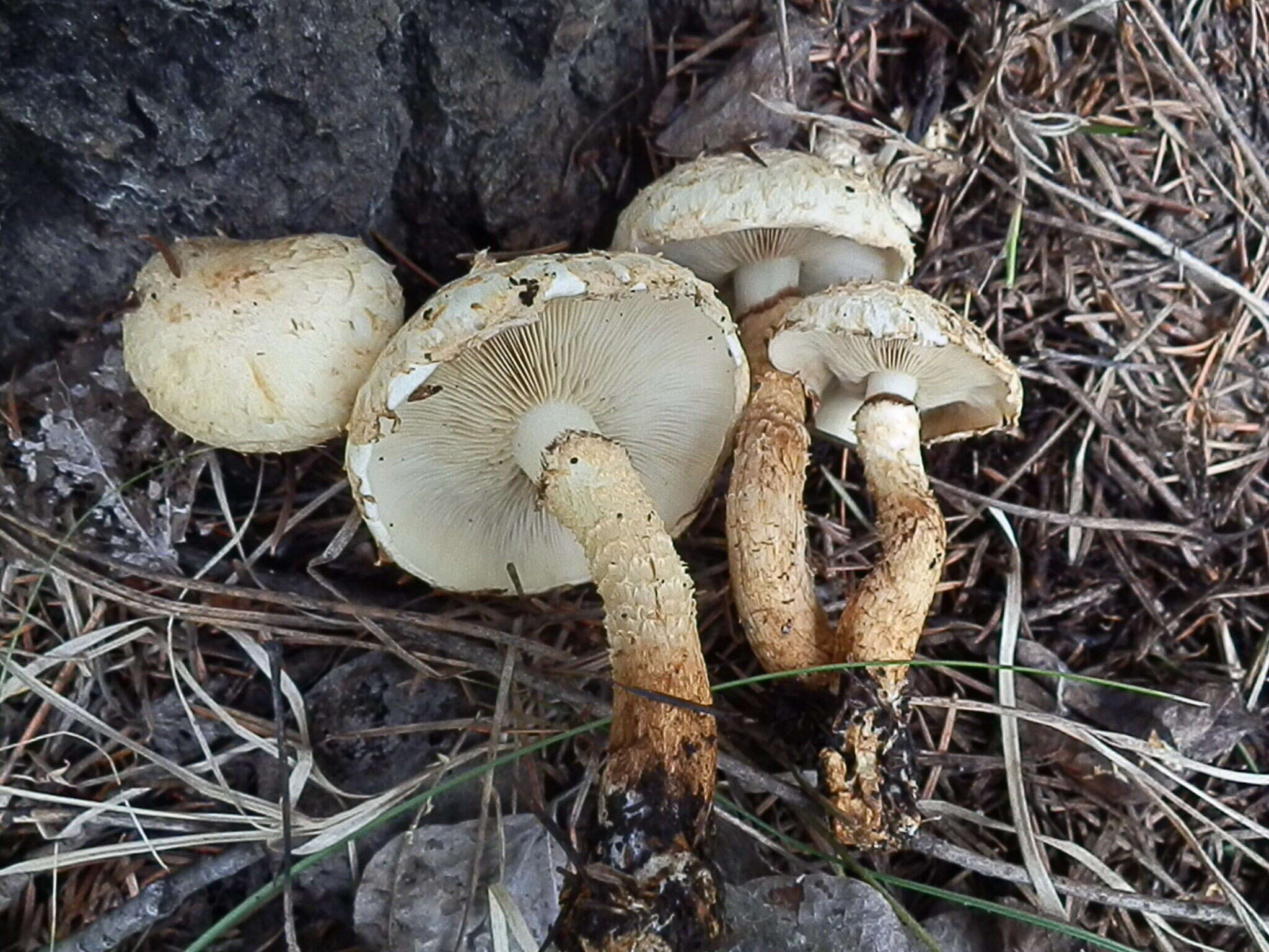 Pholiota squarrosa (Vahl) P. Kumm. 1871 resmi