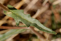 Image of variegated-bract blazingstar