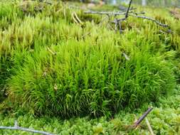 Image of Broom Moss