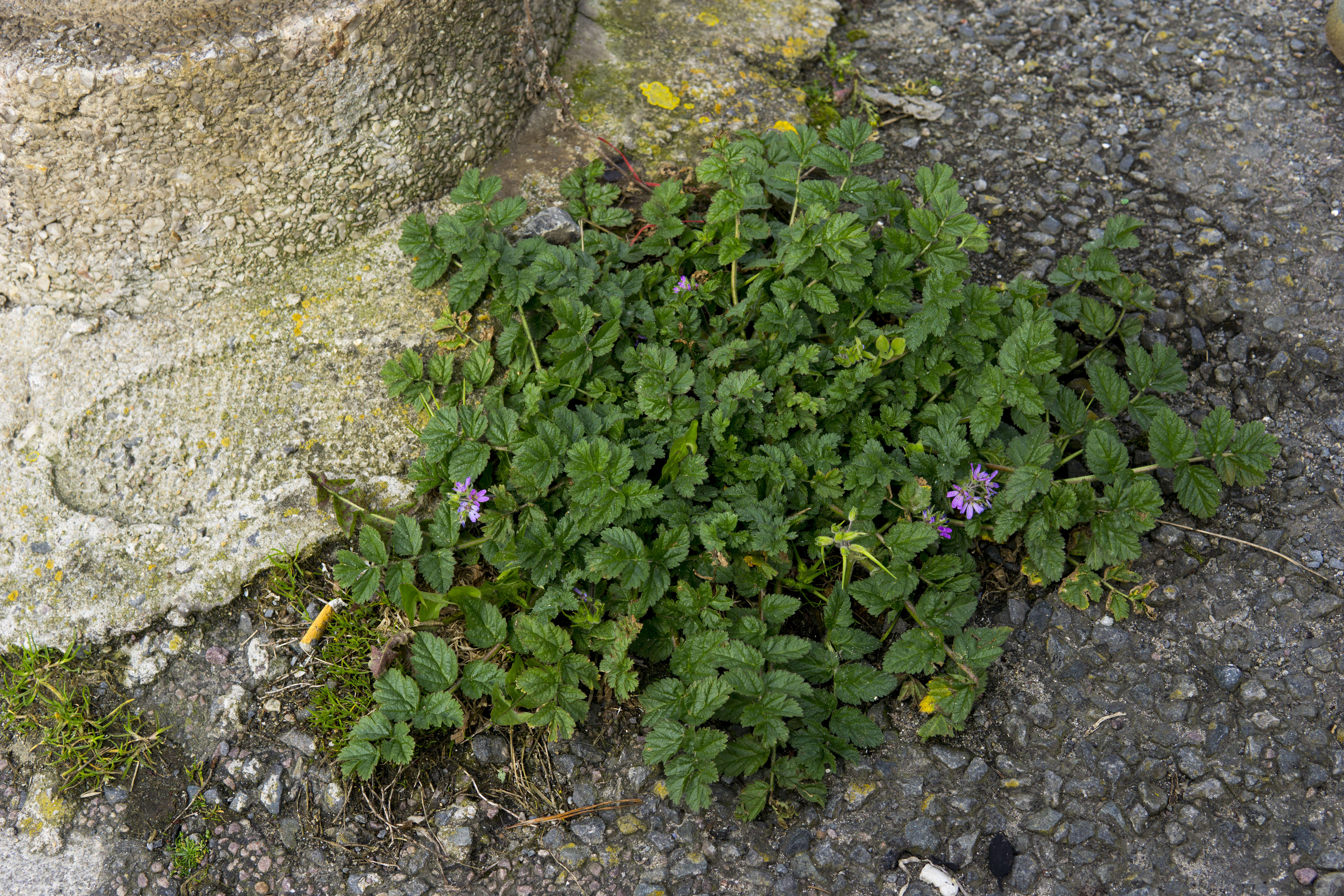 Image of musky stork's bill