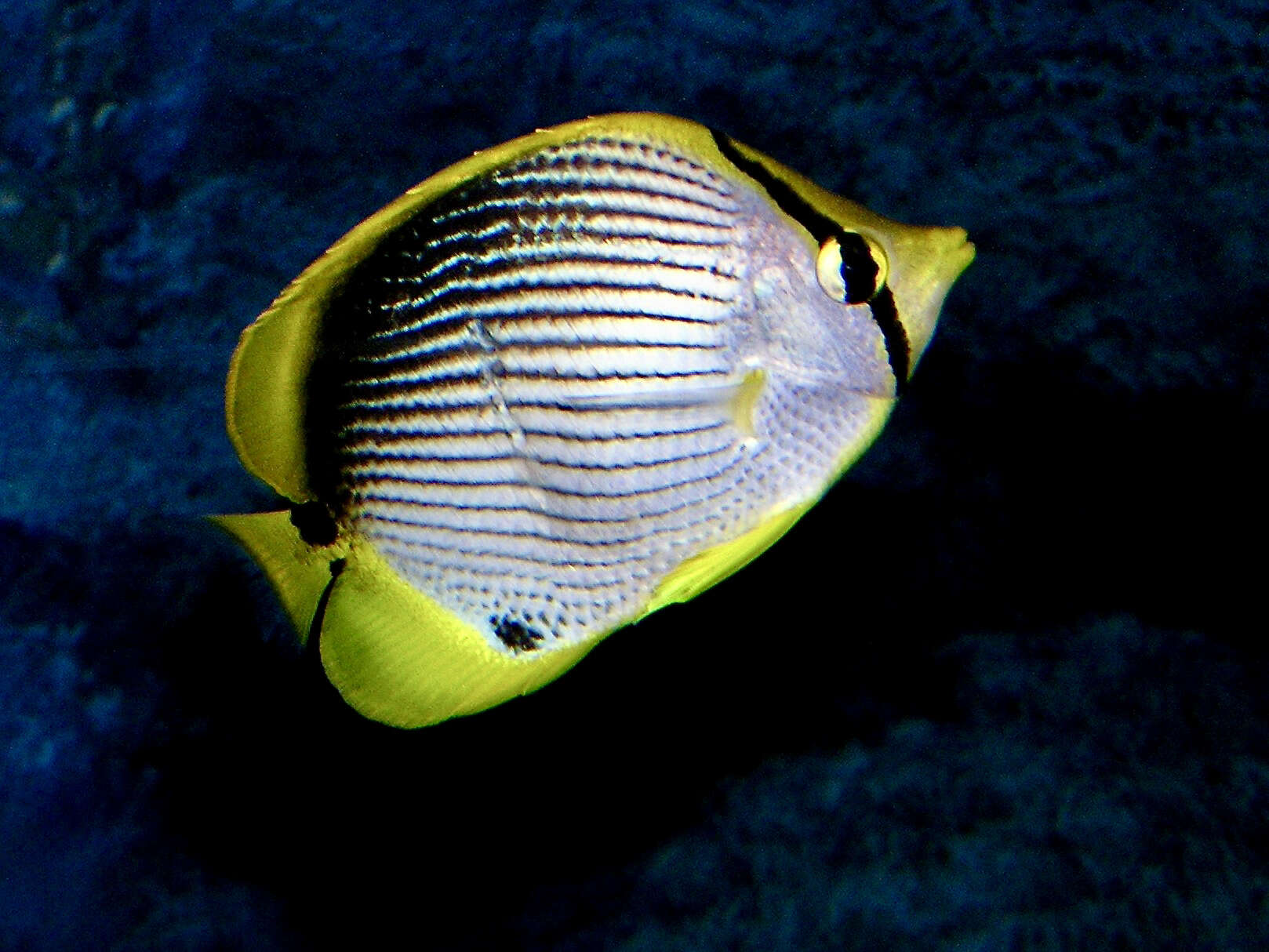 Image of Black-back Butterflyfish