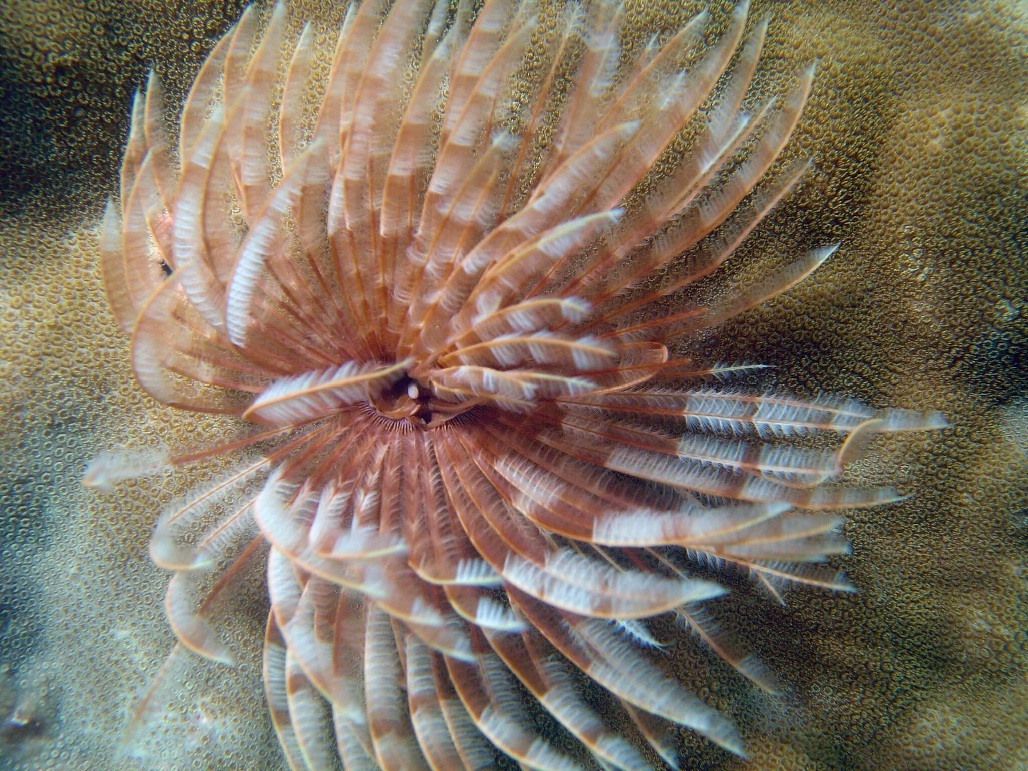 Image of Feather Duster Worms