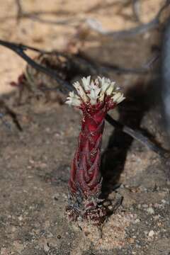 Image of Crassula alpestris Thunb.