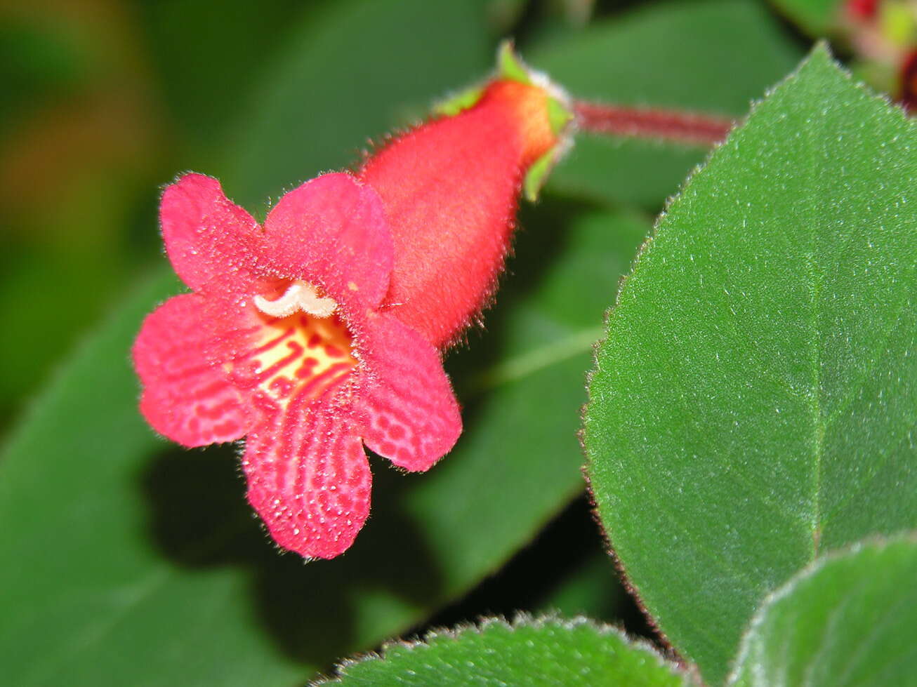 Image of kohleria