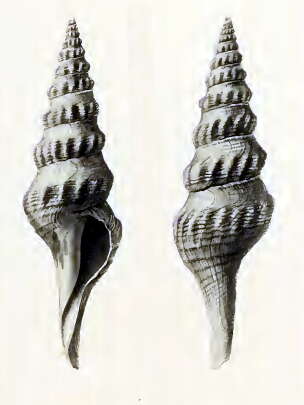 Image of Comitas pagodaeformis (Schepman 1913)