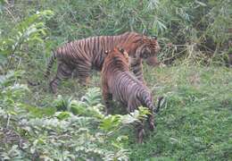 Image of Sumatran Tiger