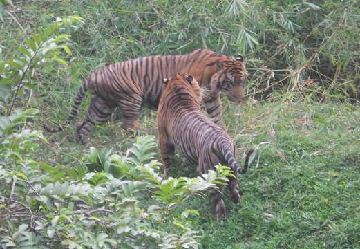 Sumatra kaplanı resmi