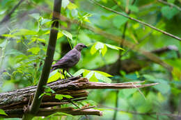 Image of Brown-headed Cowbird