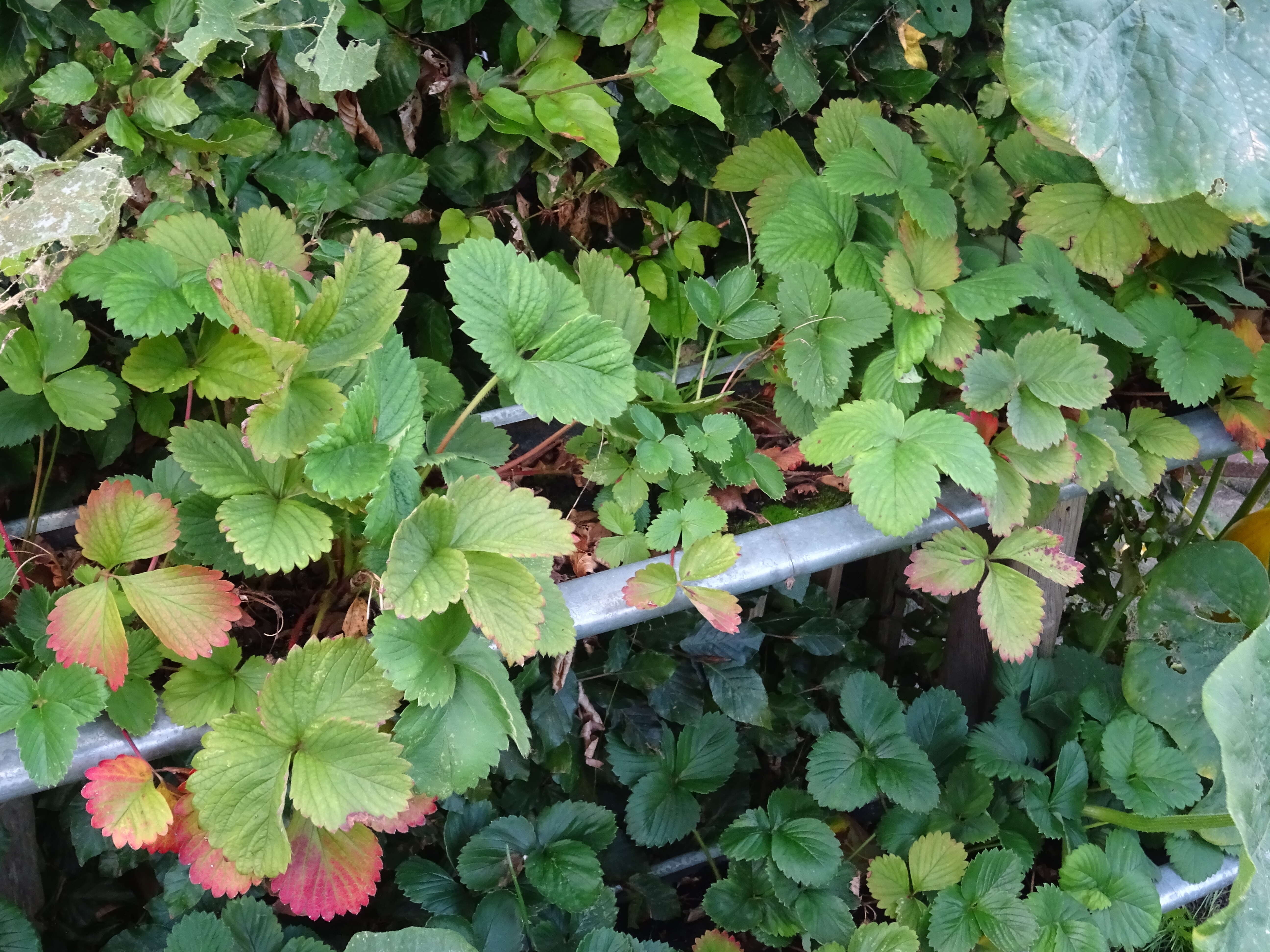 Image of Garden strawberry