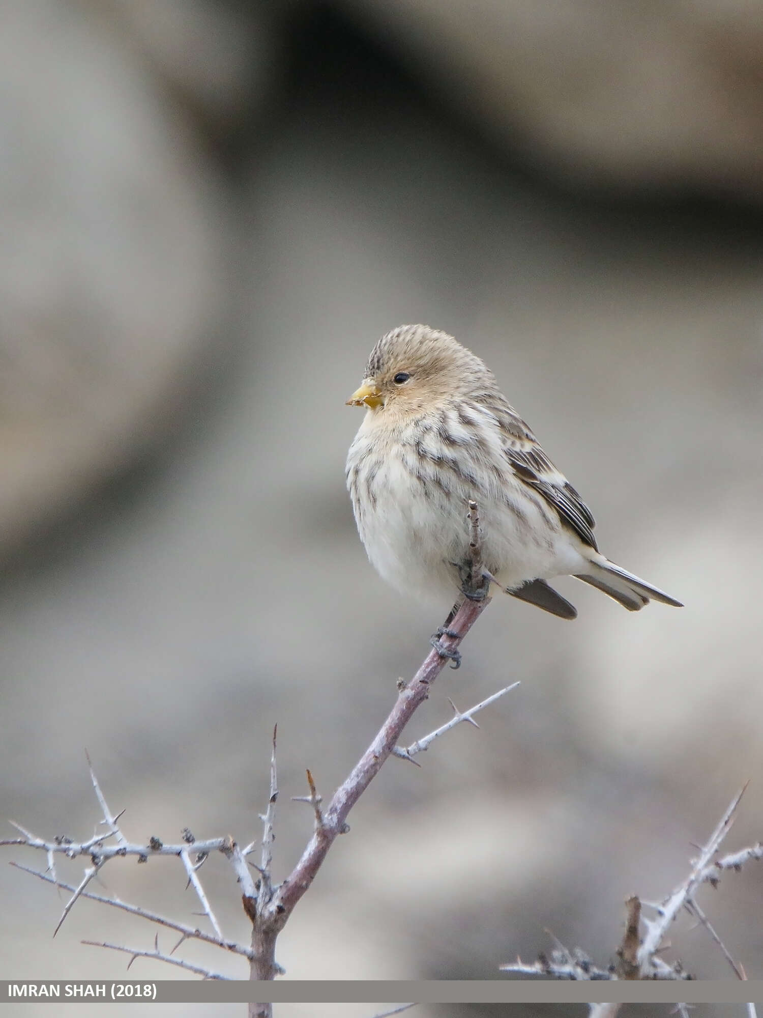 Image of Twite