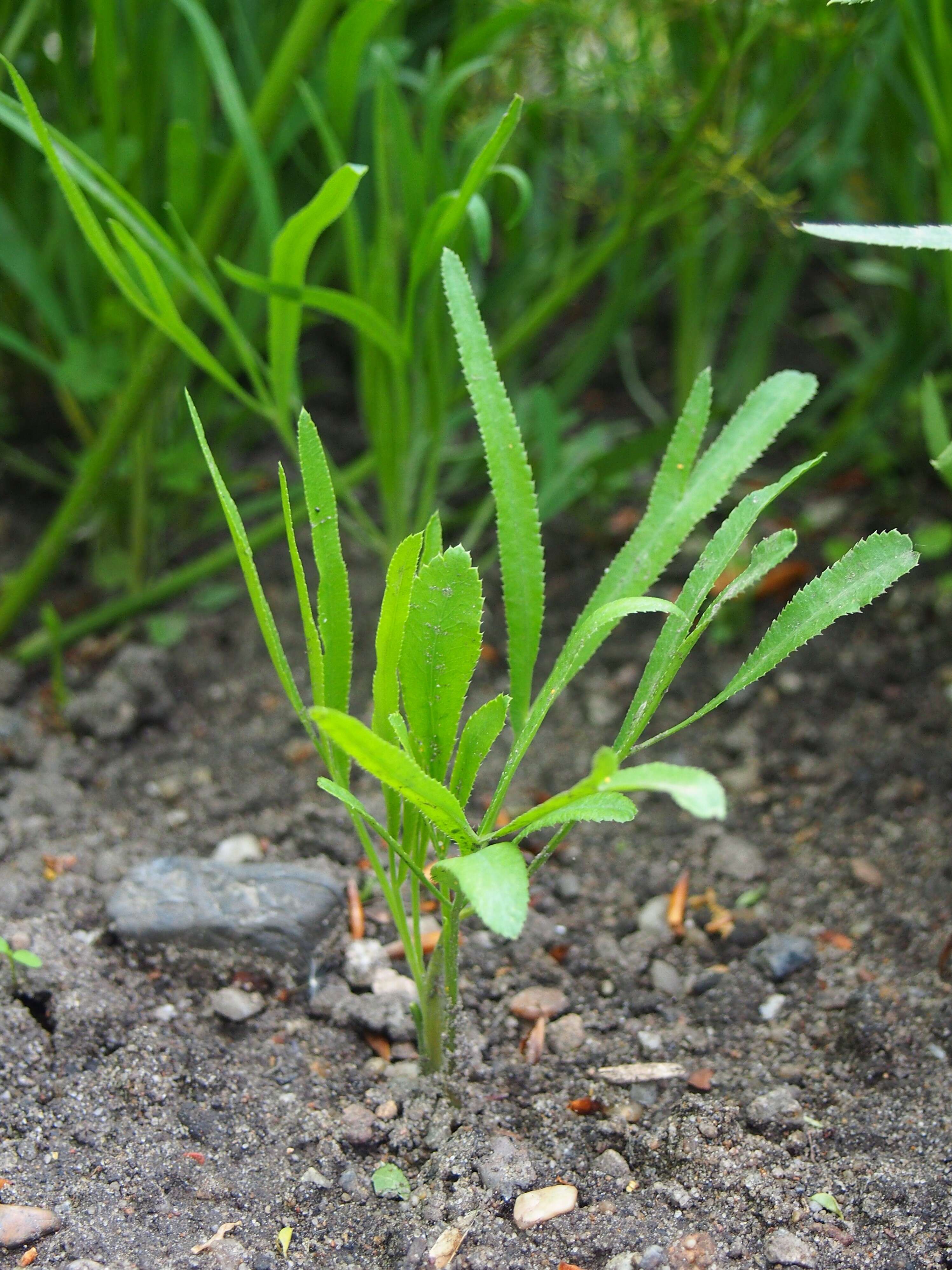 Image of longleaf