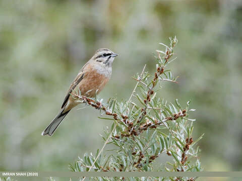 Image of European Rock Bunting