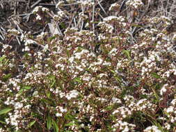 صورة Ageratina riparia (Regel) R. King & H. Rob.