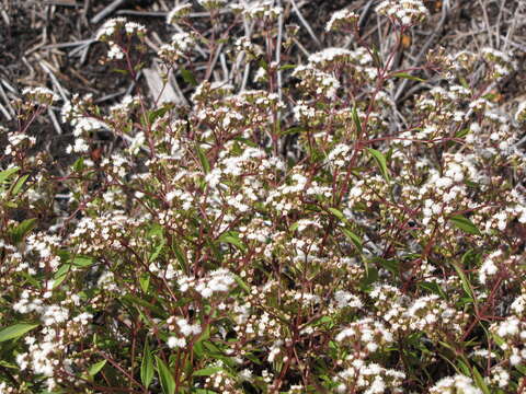 Image of spreading snakeroot