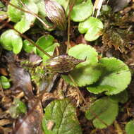 Image de Corybas iridescens Irwin & Molloy