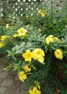 Image of bush allamanda