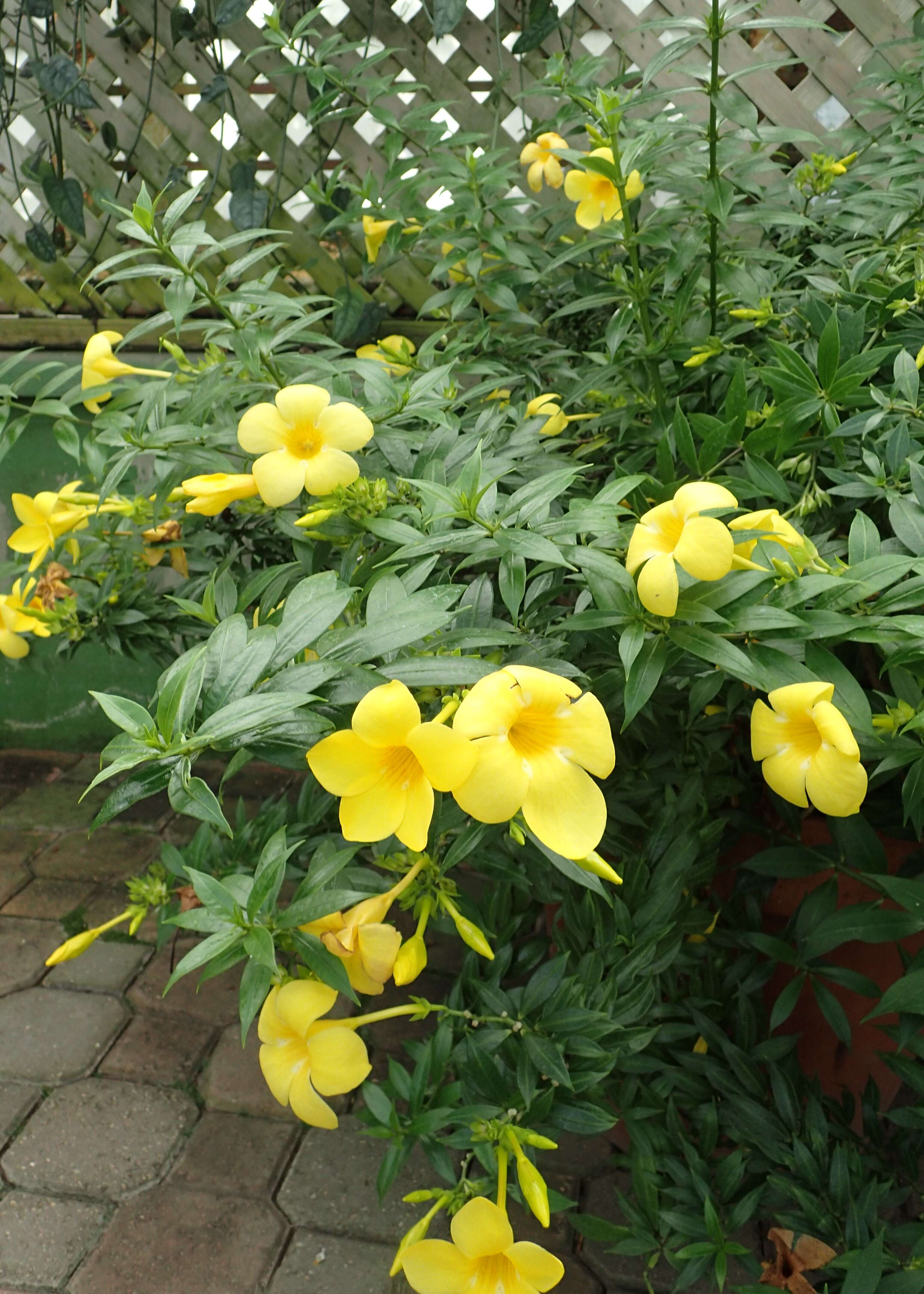 Image of bush allamanda