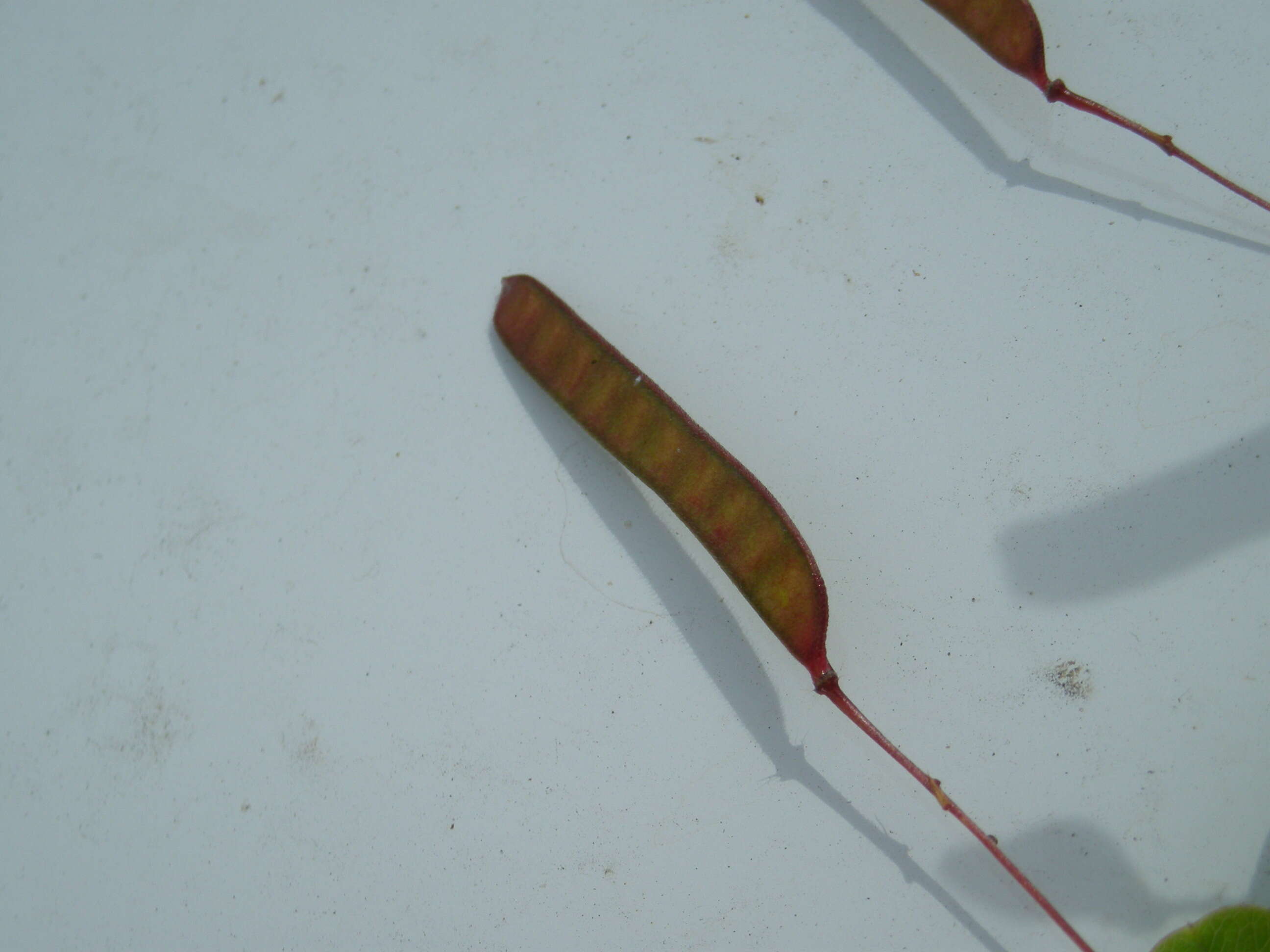 Image of roundleaf sensitive pea