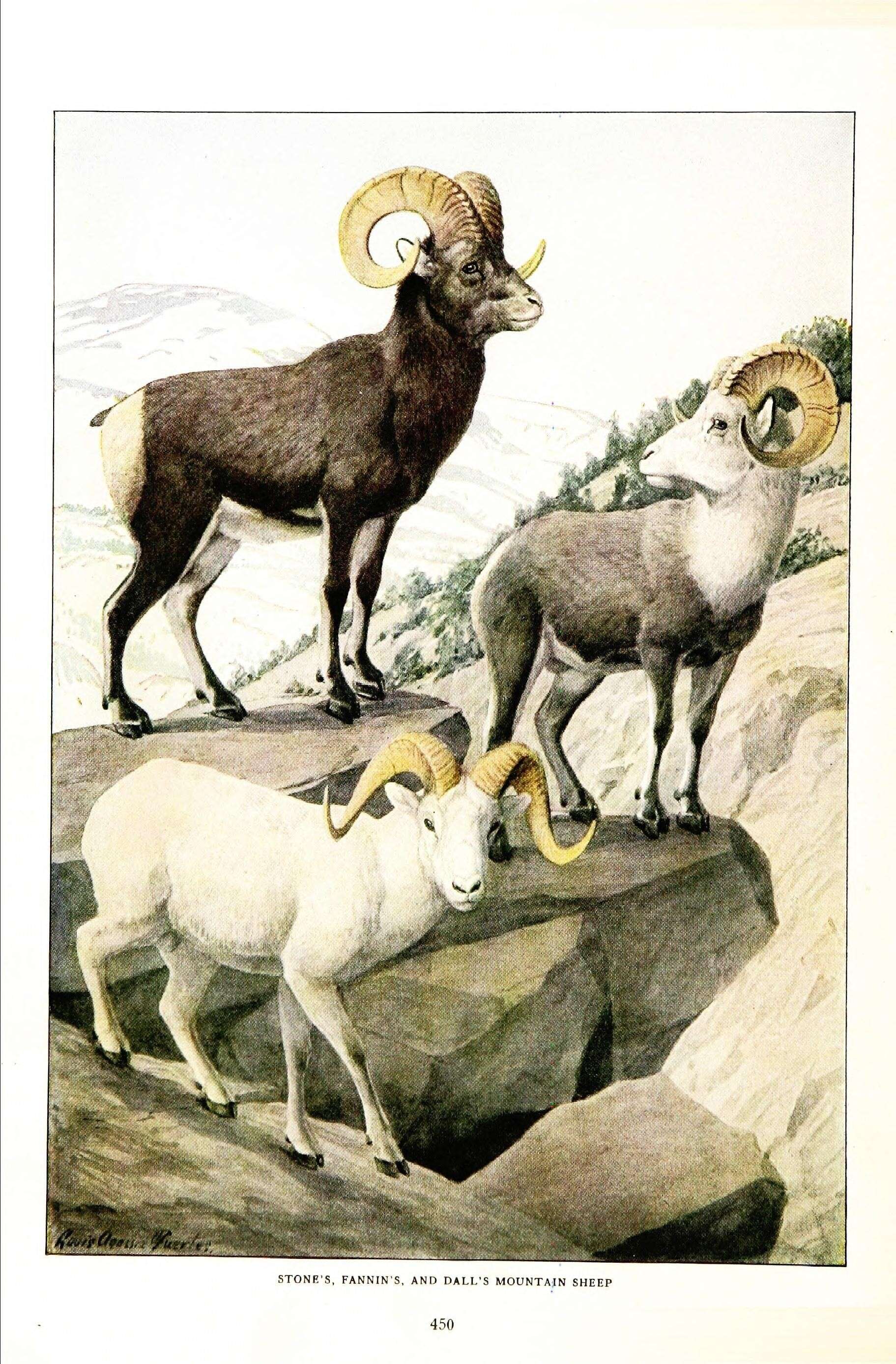 Image of Dall’s Sheep