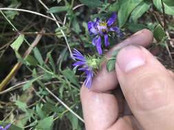 Image de Symphyotrichum grandiflorum (L.) G. L. Nesom