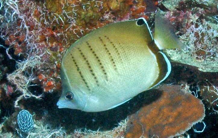 Image of Assarius Butterflyfish