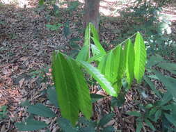 Image of Lepisanthes tetraphylla (Vahl) Radlk.