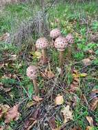 Image of Macrolepiota procera (Scop.) Singer 1948