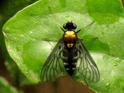 Image of Golden-backed Snipe Fly