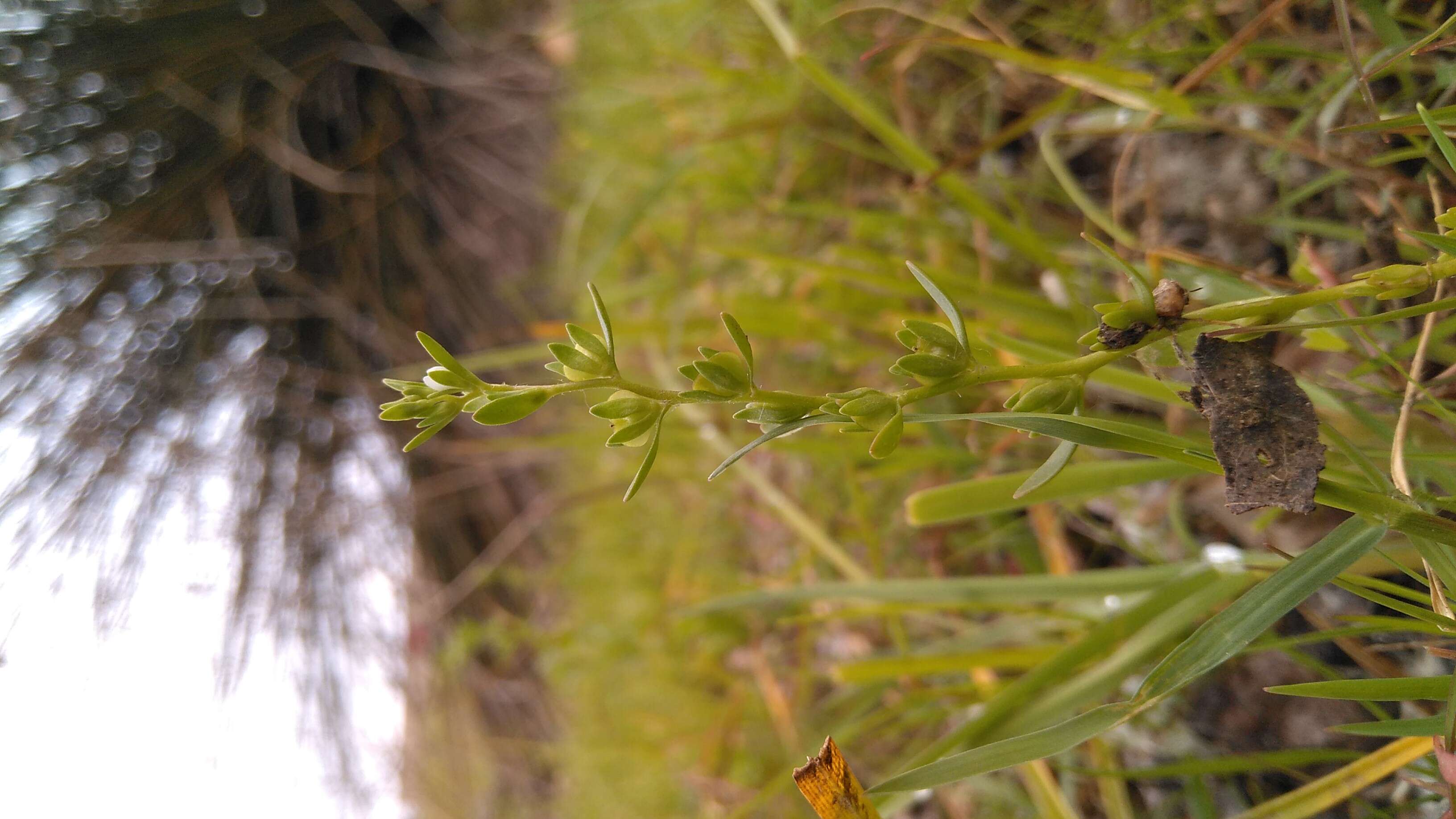 Image of american speedwell