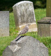 Image of Northern Mockingbird