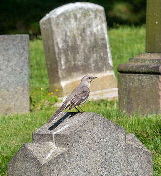 Image of Northern Mockingbird